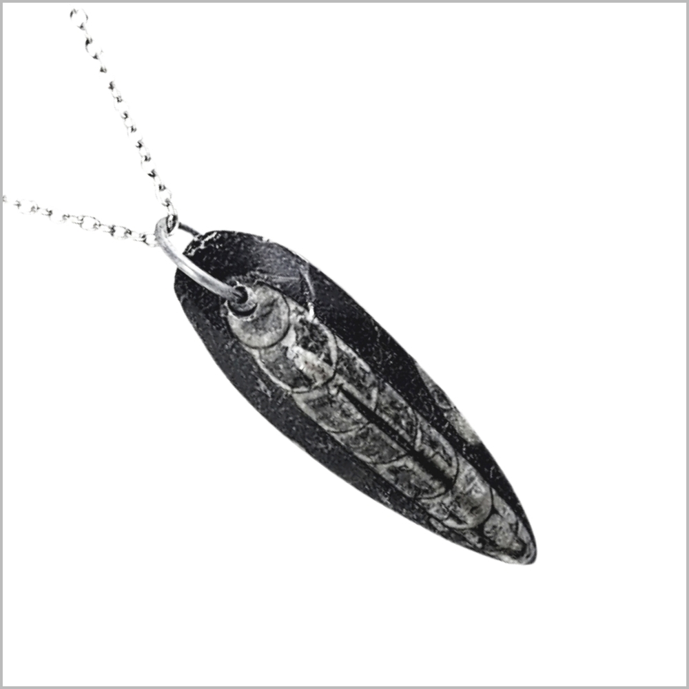 Genuine Orthoceras Fossil Pendant with Stainless Steel Necklace
